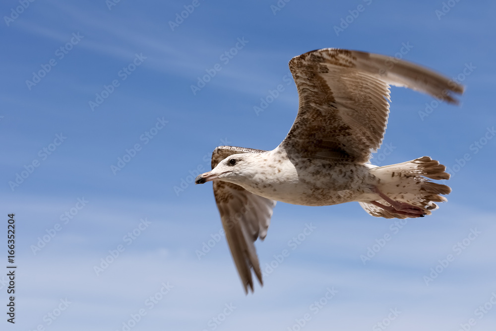Seagull in flight in air on blue sky Seagull in flight in air on blue sky