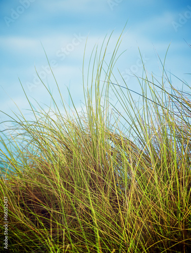 Feather-Grass Outdoors
