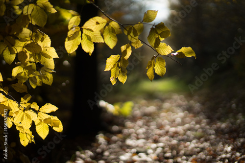 Fototapeta Naklejka Na Ścianę i Meble -  jesienne liście pod słońce tło