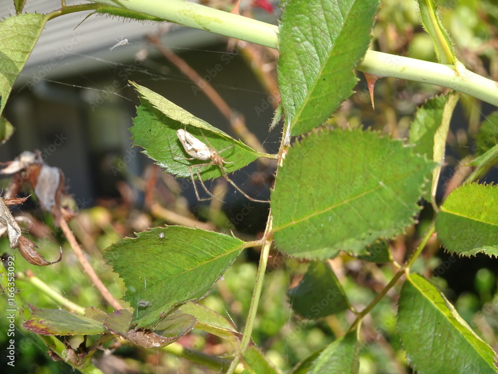 spider on a branch
spider on a branch