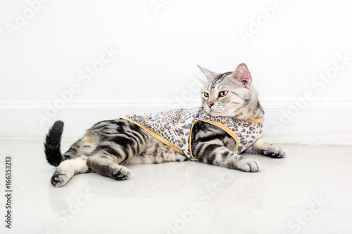 Cute American shorthair cat wearing tiger shirt and sitting on the floor with copyspace photo