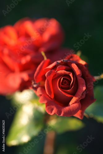 Fototapeta Naklejka Na Ścianę i Meble -  Beautiful garden rose terracotta in the garden