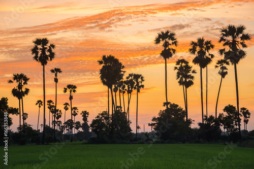 Silhouette sugar palm tree on rice farm