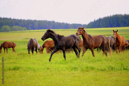 Rangordnung, Dominanzverhalten in der Pferdeherde, Fuchs jagt Rappen weg © Grubärin