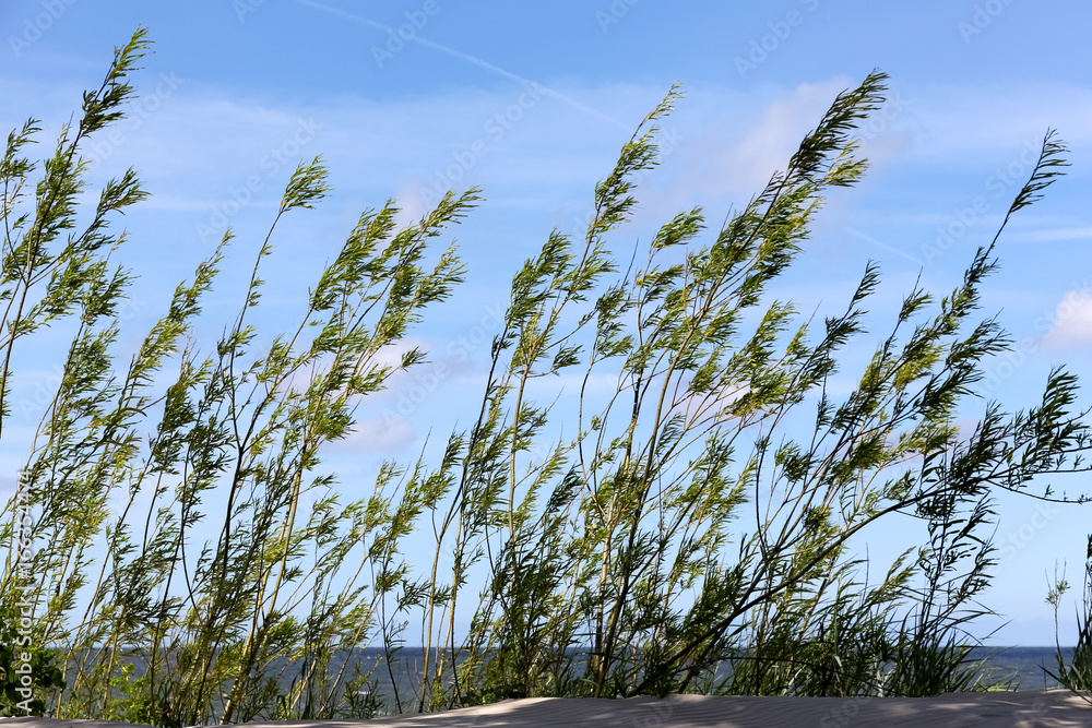 Obraz premium Dunes covered with bushy plants