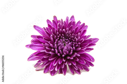 Chrysanthemum flower isolated