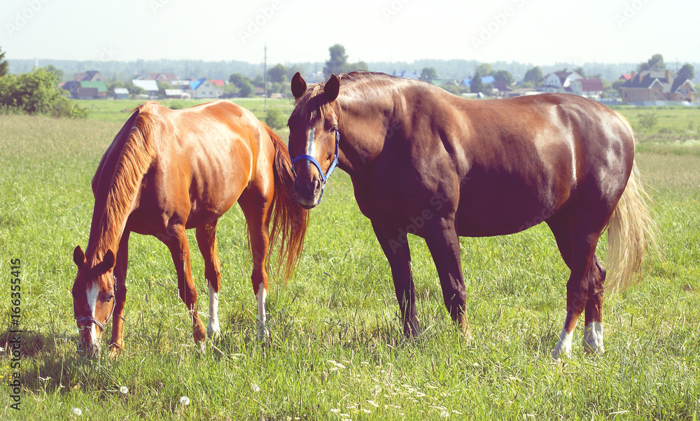 Two horses on a meadow on sunny day