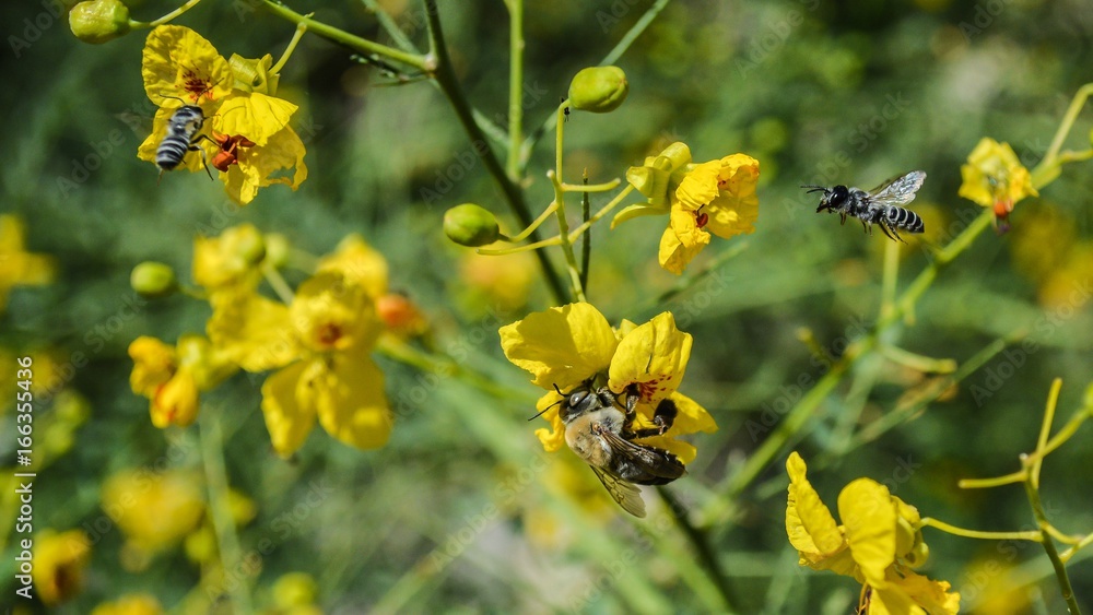 Hummingbird at a Palo Verde Blossom