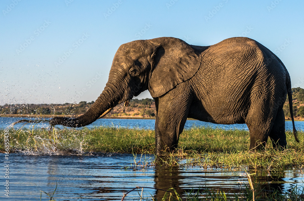 Fototapeta premium Elephant