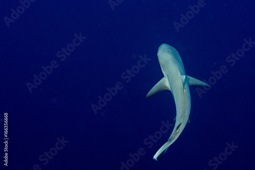 Grey shark ready to attack underwater in the blue view from the top