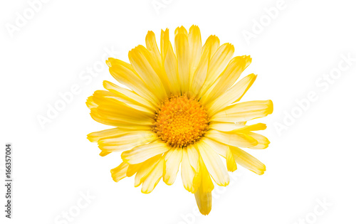 Flower of calendula isolated