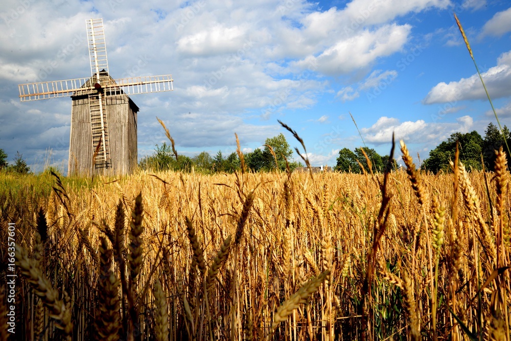Field of grain old windmill and blue sky with clouds