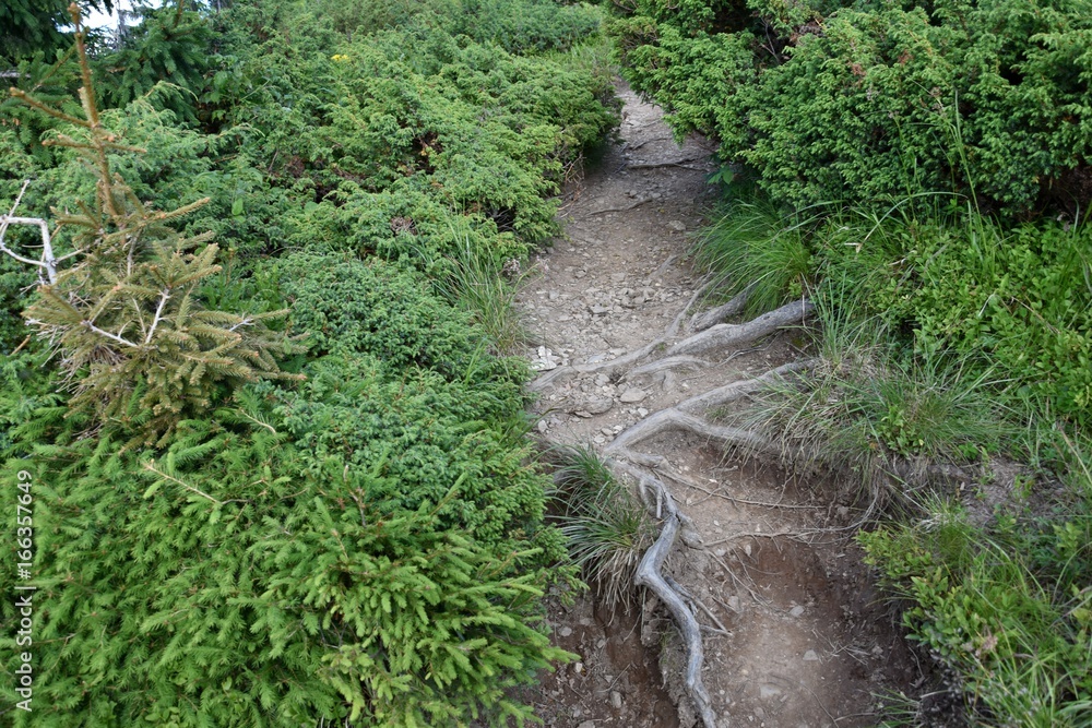 Mountain trail near the stones and green grass high in the mountains Mountain trail near the stones and green grass high in the mountains