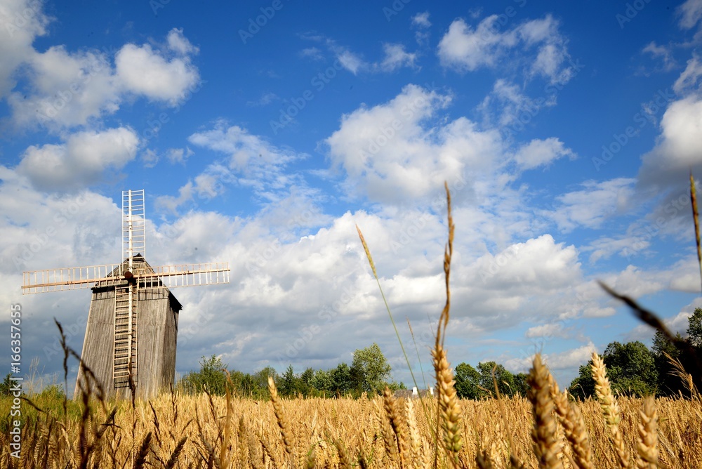 Field of grain old windmill and blue sky with clouds