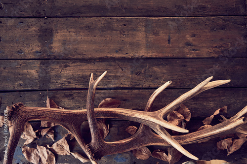 Foto Composition of deer antlers with dry leaves