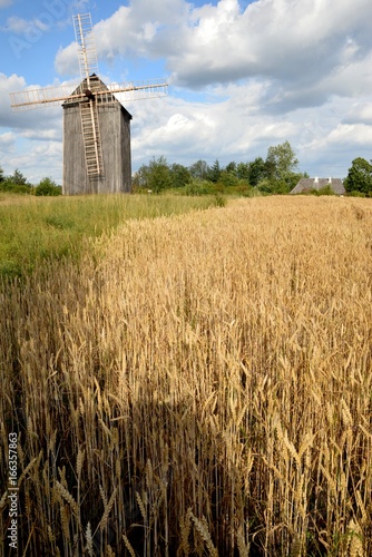 Obraz na płótnie Field of grain old windmill and blue sky with clouds w salonie