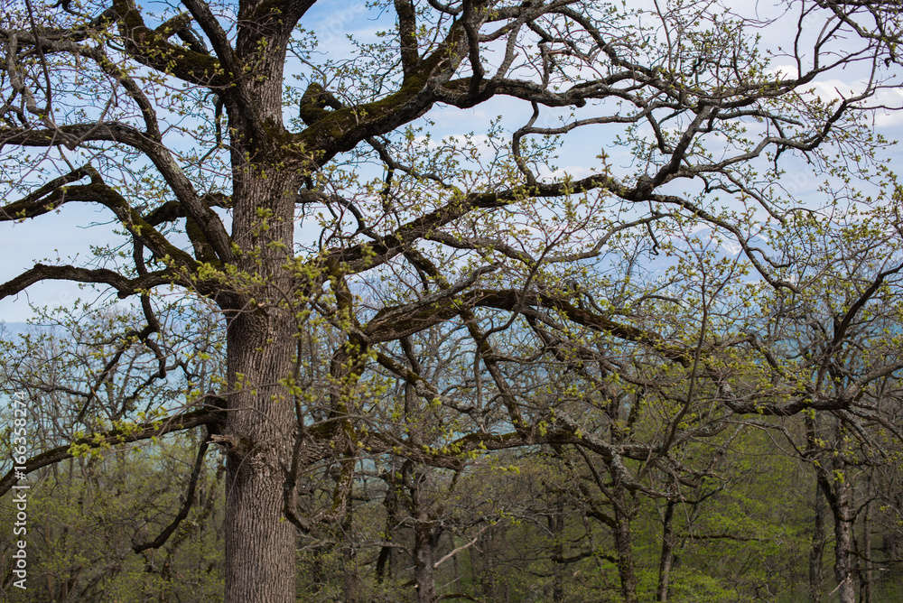 Old branchy oak without leaves. Old branchy oak without leaves.