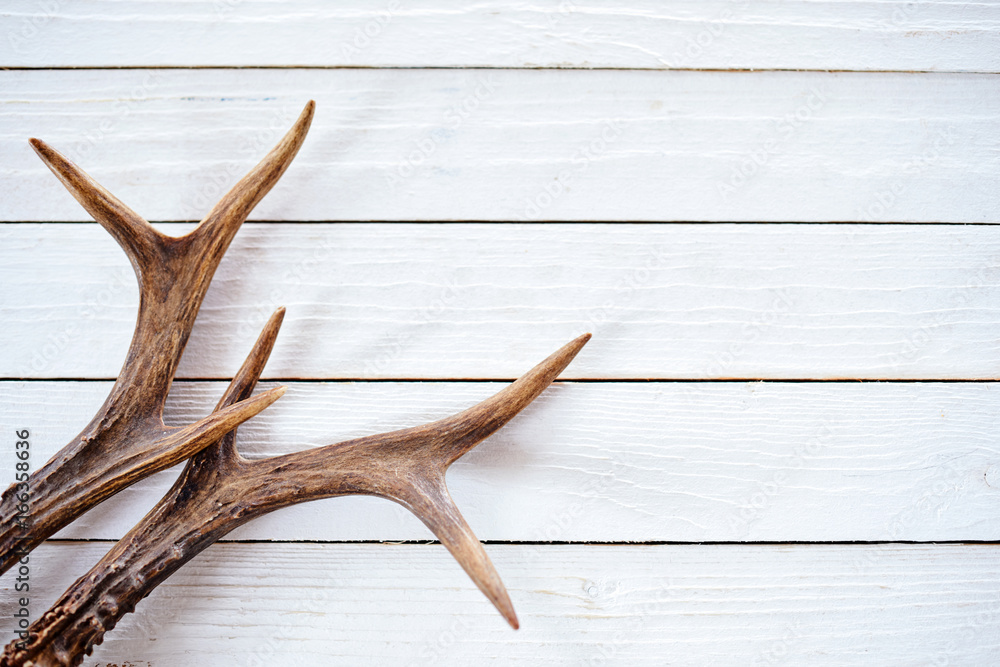 Fototapeta premium Stag antlers on rustic white timber background