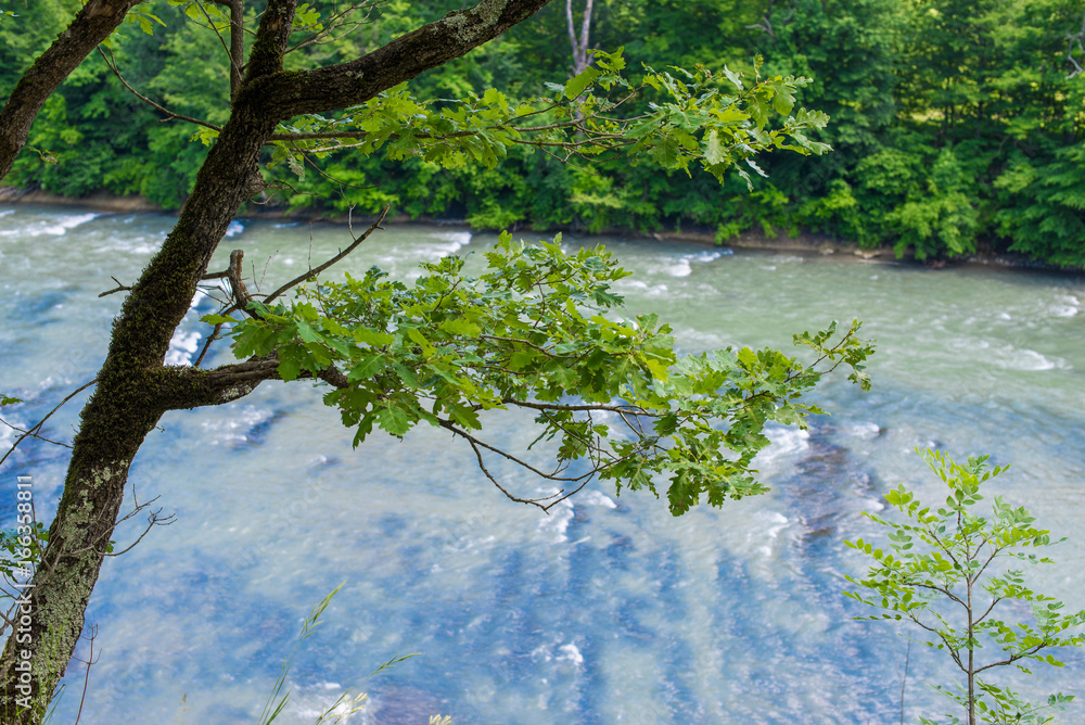 Naklejka premium Mossy oak tree on the bank of mountain river