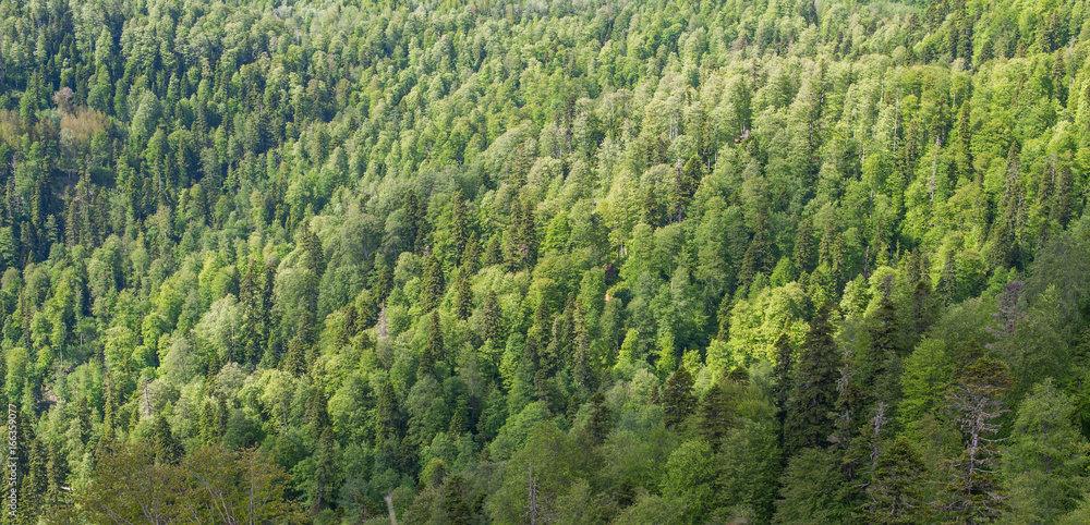 Viewpoint over mixed forest. Viewpoint over mixed forest.