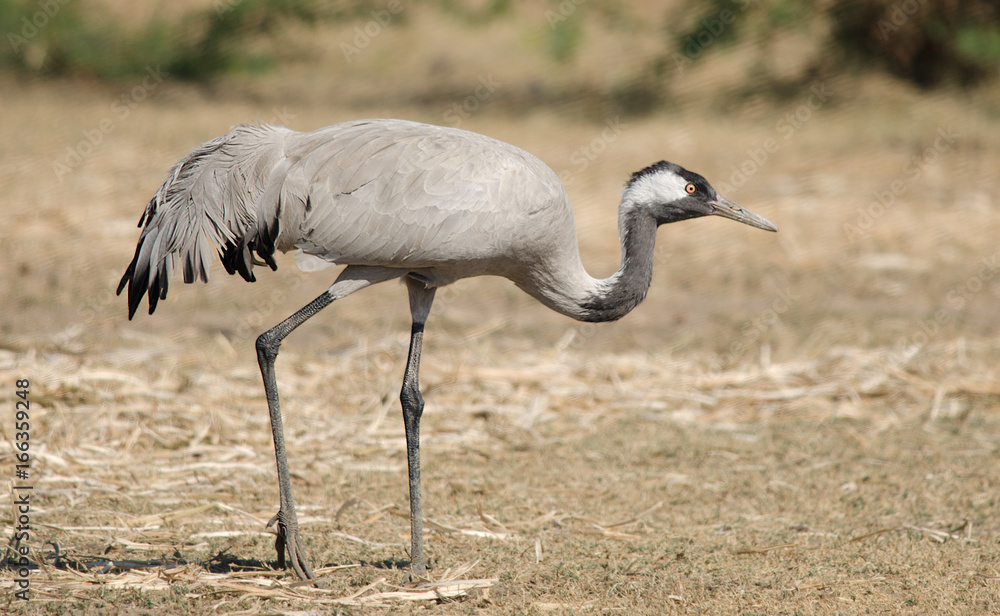 Fototapeta premium Common Crane