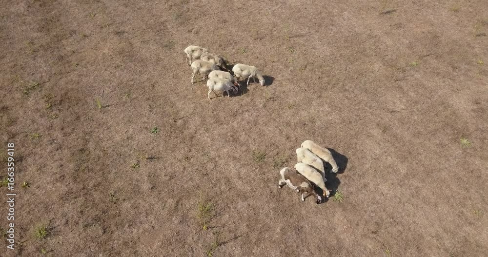 Vista aerea di un gruppo di pecore e capre al pascolo. Gli ovini sono tanti e intenti a mangiare. Il file è nativo della macchina e girato in d-log quindi personalizzabile. Vista aerea di un gruppo di pecore e capre al pascolo. Gli ovini sono tanti e intenti a mangiare. Il file è nativo della macchina e girato in d-log quindi personalizzabile.