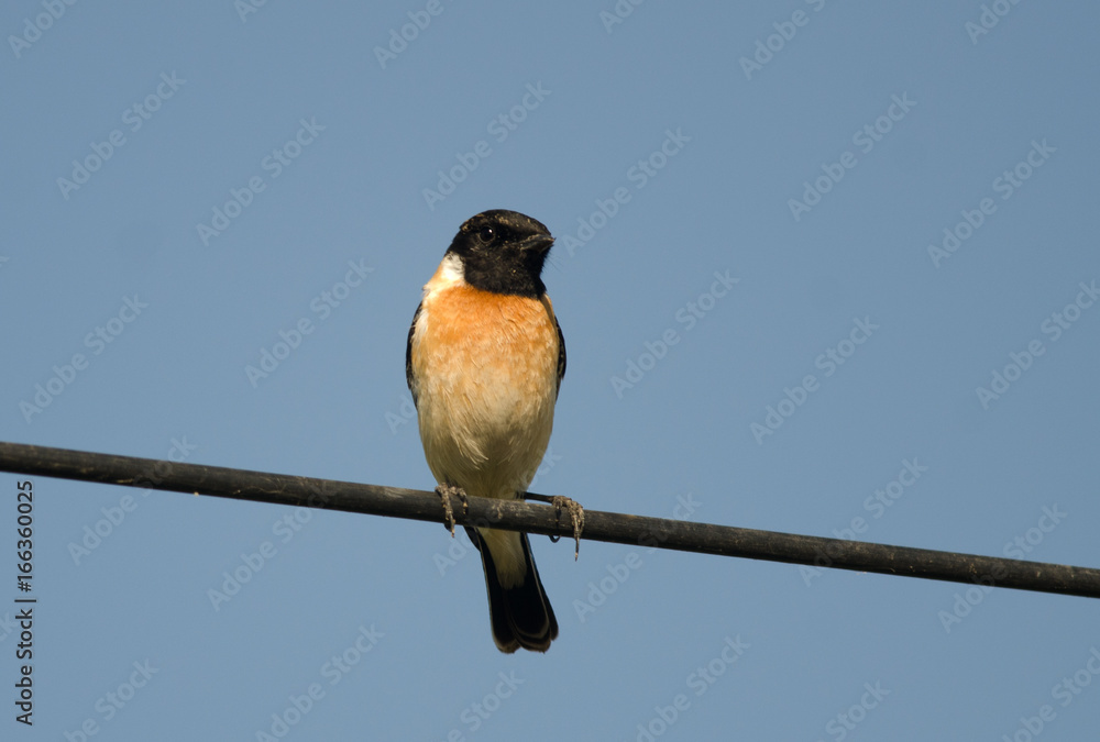 Fototapeta premium Siberian Stonechat