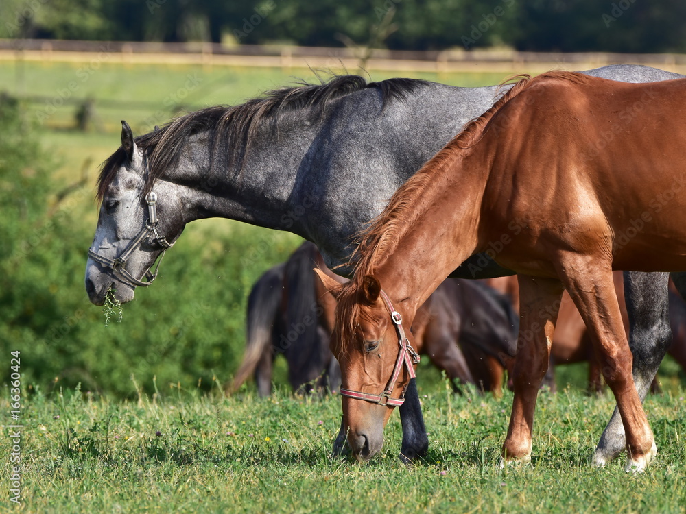 dappled grey and chestnut horse dappled grey and chestnut horse