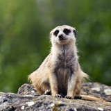 Meerkat or suricate