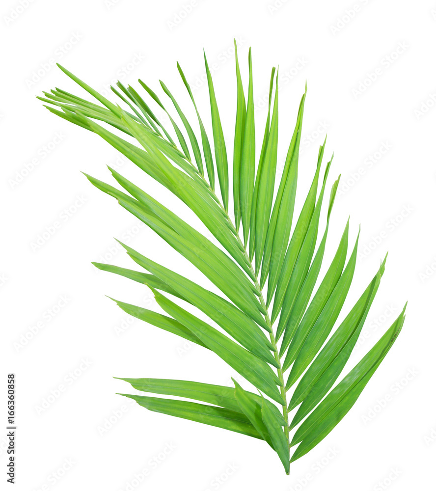 Fototapeta premium Green palm leaf isolated on white background