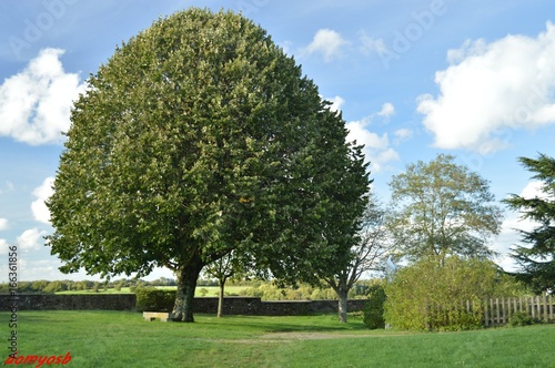 arbre nature