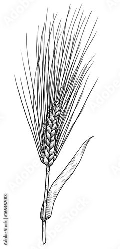 Barley illustration, drawing, engraving, ink, line art, vector