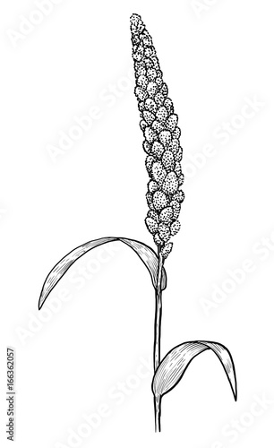 Millet illustration, drawing, engraving, ink, line art, vector