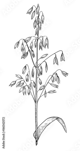 Oat illustration, drawing, engraving, ink, line art, vector
