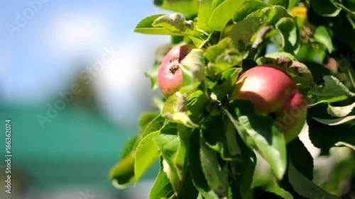 red and green apples on a tree in a gentle breeze. Fresh fruit in a farm garden