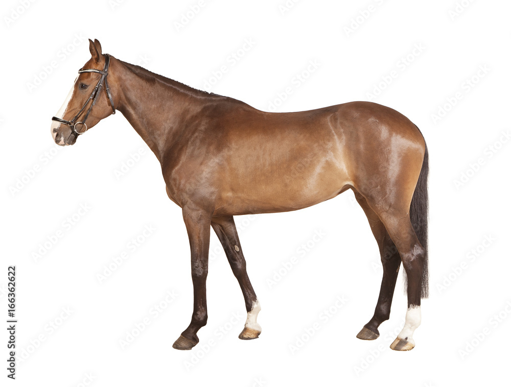 braunes Pferd freigesteller braunes Pferd freigesteller