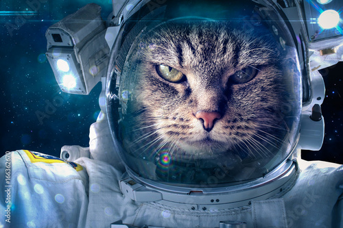 Cat in space