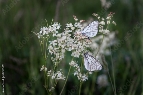 Closeup butterflies on white little flowers photo