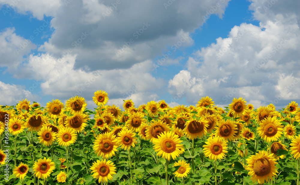 Obraz premium field of blooming sunflowers