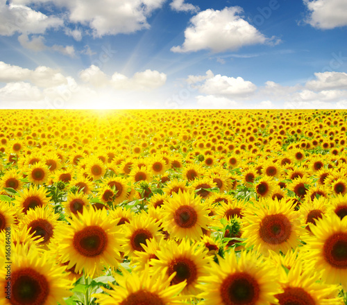 Fototapeta Naklejka Na Ścianę i Meble -   sunflowers and sun