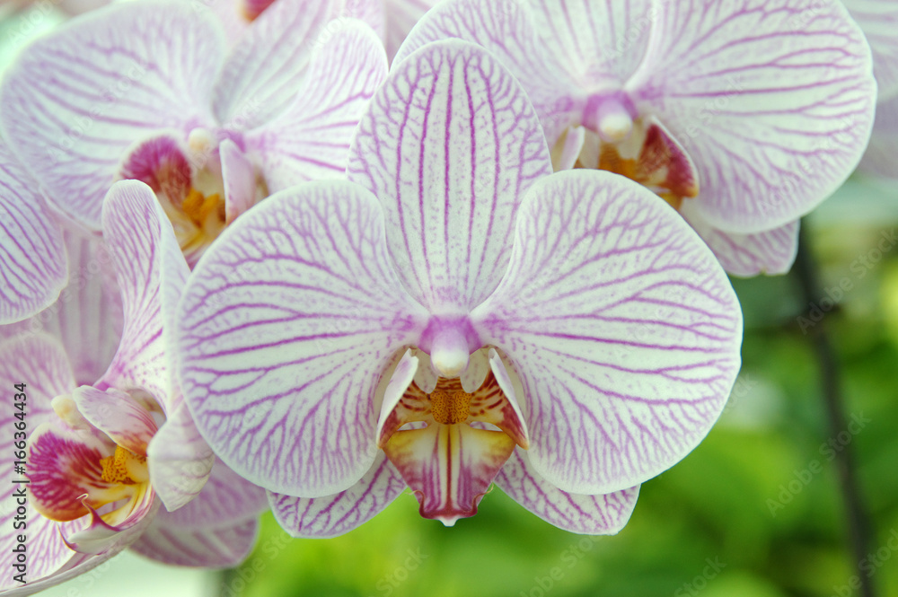 Fototapeta premium Orchid flower in garden