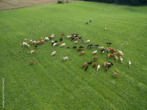 aerial view of cows in a herd on a green pasture in the summer 