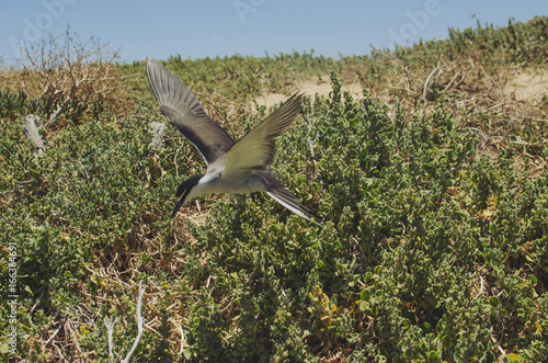 Wild sea bird flying in updraft photo