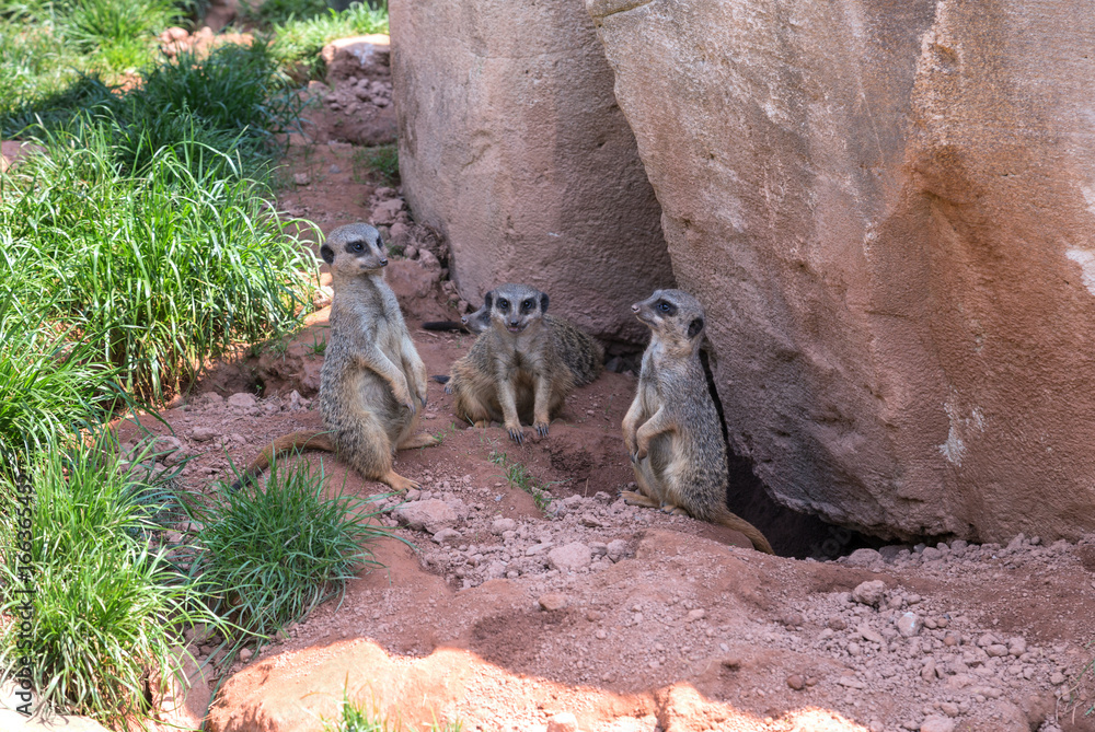 three standing meerkats
