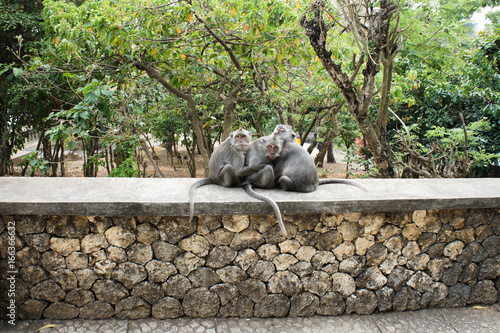 Three Monkeys sitting on a wall