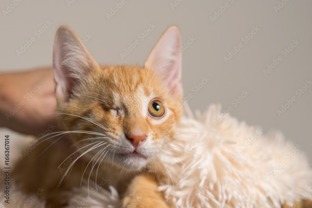 Young yellow domestic shorthair cat kitten lying down on soft blanket looking up with one eye