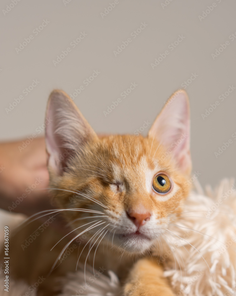 Young yellow domestic shorthair cat kitten lying down on soft blanket looking up with one eye