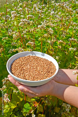 Female hands hold a bowl with buckwheat against the background of the blossoming buckwheat of a sowing campaign (Fagopyrum esculentum Moench)