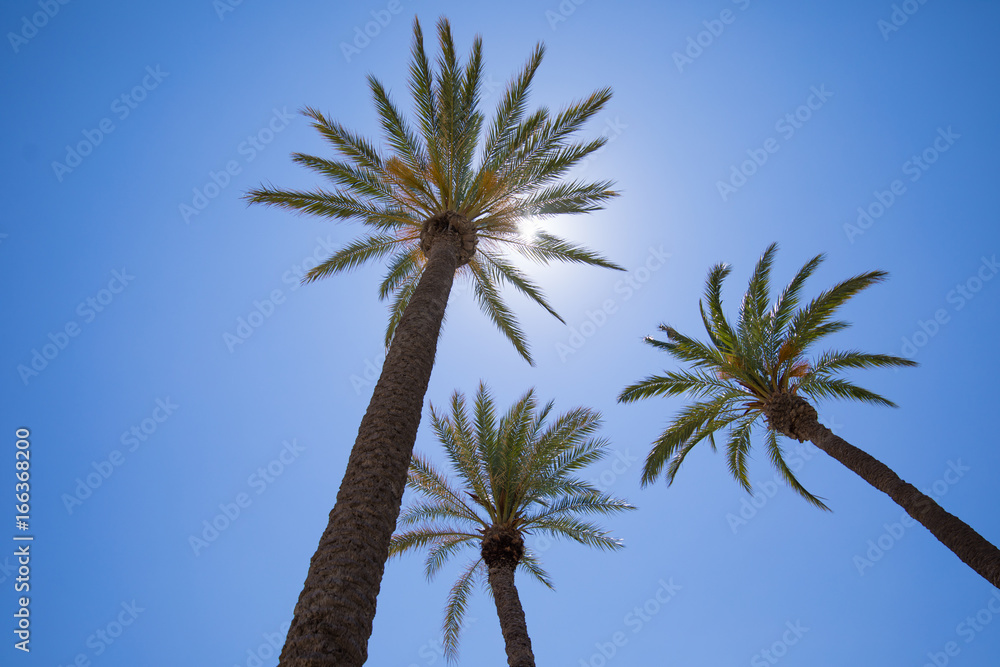 three palm trees from below against sun in blue clear sky
