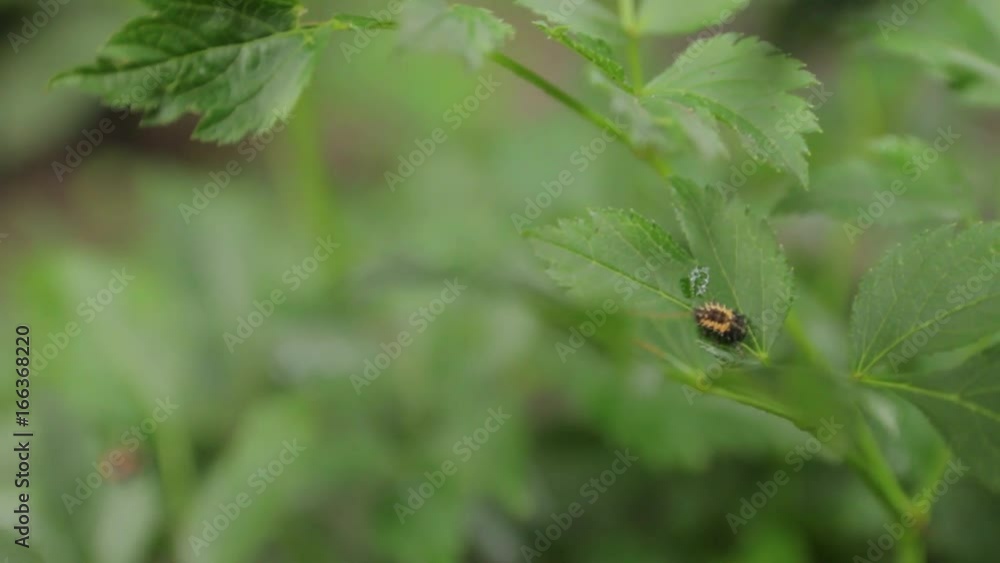 Small Beetle on Leaves Small Beetle on Leaves